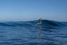 Load image into Gallery viewer, KT Drifter Wake 4'4" Sale